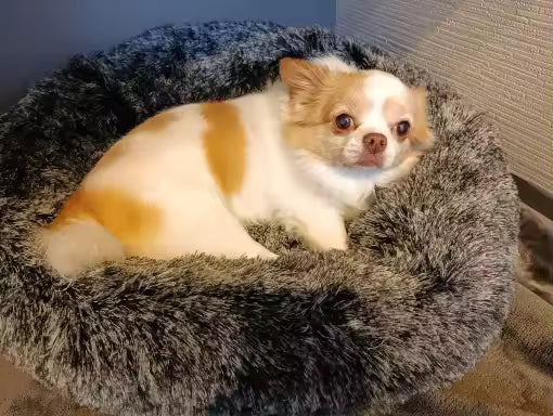愛猫のお気に入りスポットになってすっかり縄張りになってます